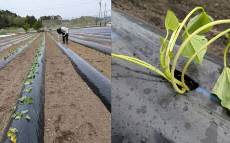 雪解け甘藷「シルクスイート」訳アリ 甘い 甘さ凝縮 訳あり品 さつまいもスイーツ シルクスイート さつまいも 寒冷地 なめらか 青森県 三戸町 CE-25-005