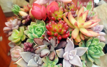 多肉植物 オリジナル寄せ植え 植物 多肉植物 寄せ植え インテリア 三次市/園芸王国パスタイム[APCJ005]