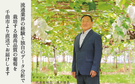 【2026年先行予約】シャインマスカット お中元 加湿ハウス栽培 最上級品 1房 ｜ シャインマスカット