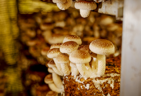 プロが厳選！オーガニックきのこ３種盛り(1kg)【しいたけ きくらげ ひらたけ たもぎたけ なめこ 黒あわびたけ やまぶしたけ おまかせ 厳選】