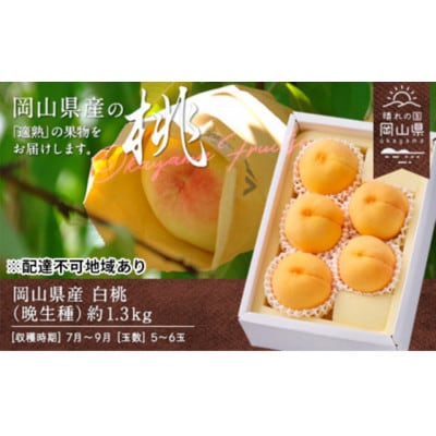 岡山県産　白桃(晩生種)　約1.3kg(5～6玉)【配送不可地域：離島】