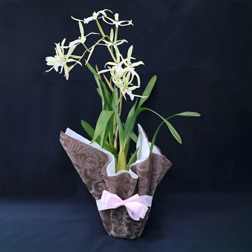 【先行受付：5月出荷】 母の日に！感謝の気持ちを込めて~ステキな洋蘭 おまかせ洋蘭 母の日