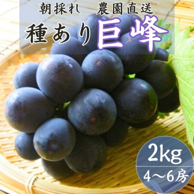 巨峰(種あり) 約2kg(4～6房)葡萄作り60年の果樹園が朝採れ厳選でお届けします【配送不可地域：離島】【1521535】