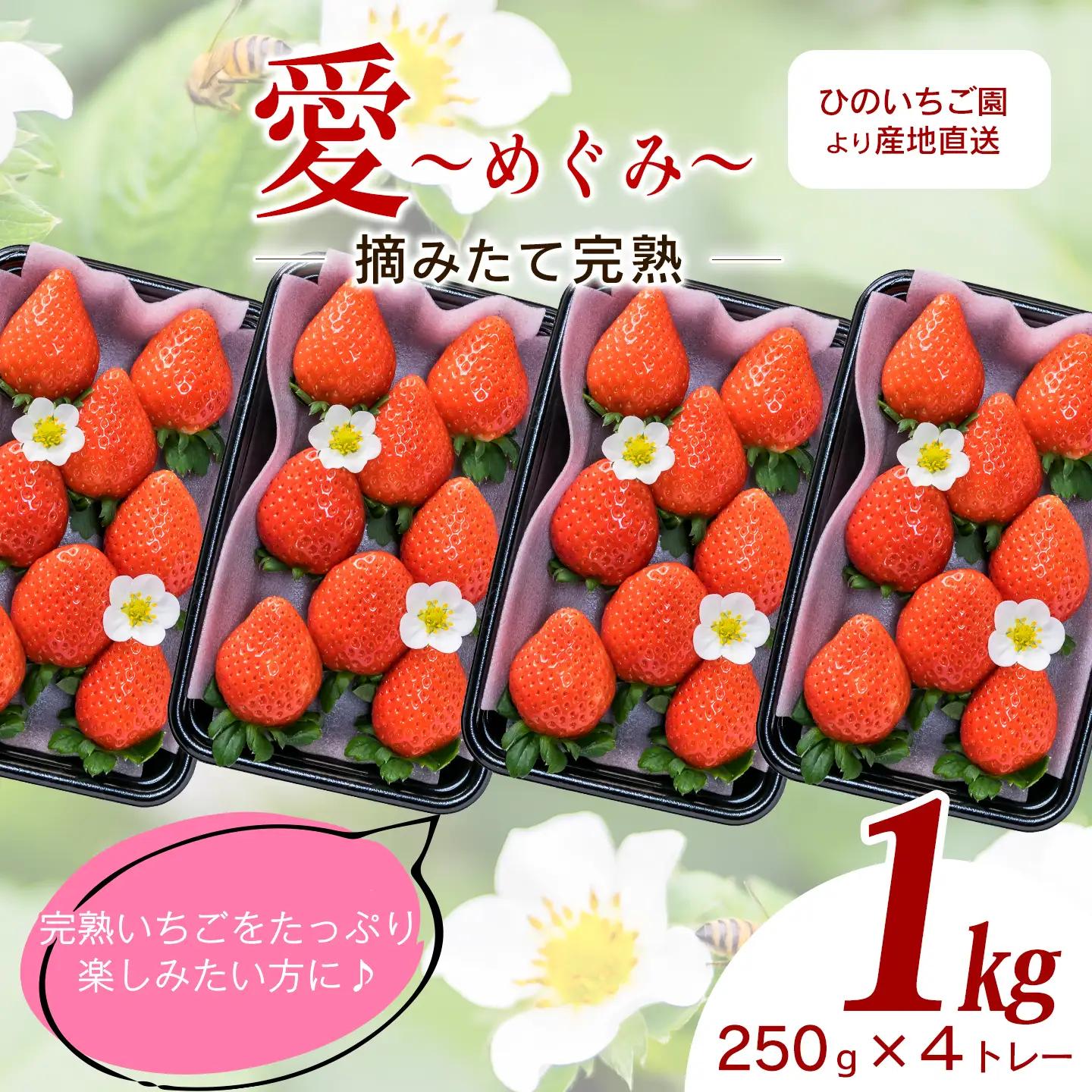 いちご 摘みたて完熟「愛～めぐみ～」（約250ｇ×4トレー）11月下旬~4月発送