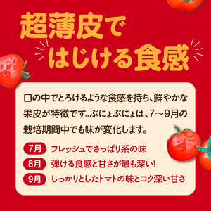 【2025年 先行受付】超薄皮 ミニトマト 約1.8kg 「ぷにょぷにょ」【青森 五所川原】ぷよぷよ 薄皮肉厚ミニトマト 7月 8月 9月 ぷよっとした食感を楽しむミニトマト 産地直送ミニトマト