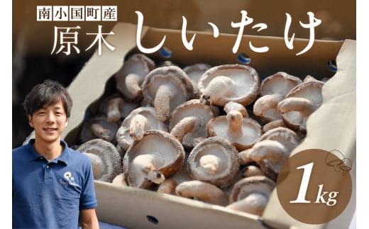 【阿蘇・南小国町産】極上の香りを放つ希少な 原木しいたけ 1kg 南小国産 原木しいたけ 極上 きのこ キノコ 椎茸 しいたけ シイタケ 生 野菜 極上 高級 ギフト 贈答用 熊本 阿蘇 南小国町 送料無料