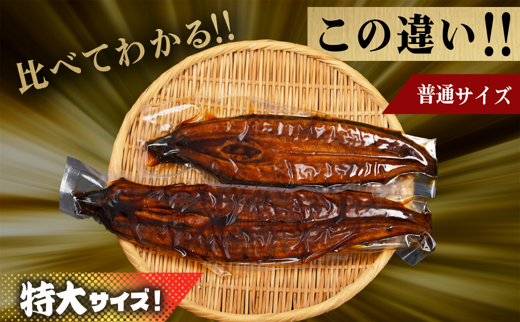 宮崎県育ちの【特大】うなぎ蒲焼2尾420g以上≪山椒・たれ付≫_18-M301