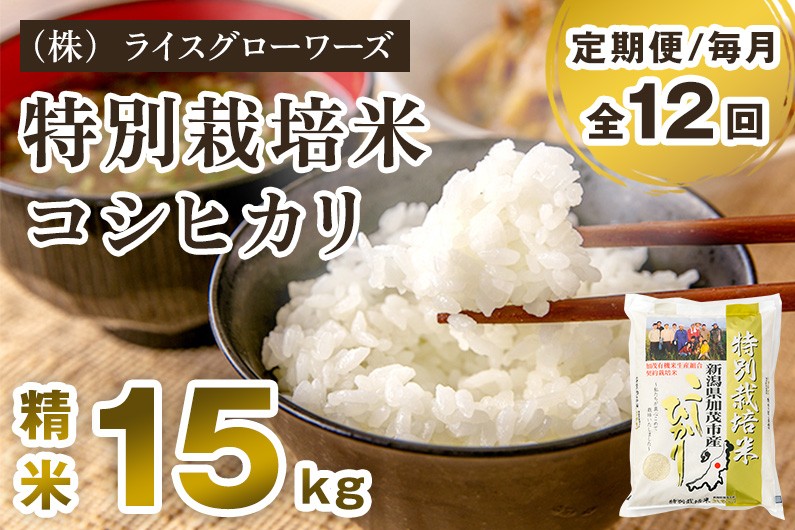 
                  【令和7年産】【定期便12ヶ月毎月お届け】新潟県加茂市産 特別栽培米 コシヒカリ 精米 15kg（5kg×3）《順次出荷》 従来品種コシヒカリ 新潟県産コシヒカリ 新潟産コシヒカリ 新潟コシヒカリ 新潟県産こしひかり 新潟産こしひかり 新潟こしひかり コシヒカリ こしひかり お米 白米 米 定期便 （株）ライスグローワーズ
                