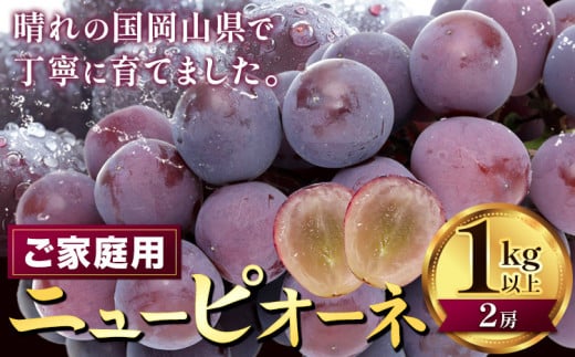【2026年先行予約】ぶどう ニューピオーネ ご家庭用 1kg 以上 2房《2026年8月上旬-9月中旬頃出荷》株式会社fruceed ぶどう 送料無料 岡山県 浅口市 ぶどう フルーツ 果物 くだもの ピオーネ 家庭用 st-p