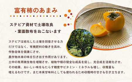 【先行予約】はやし柿園の 贈答用 富有柿 Lサイズ 14個 | 柿 富有柿 ※2026年11月中旬頃より順次発送予定