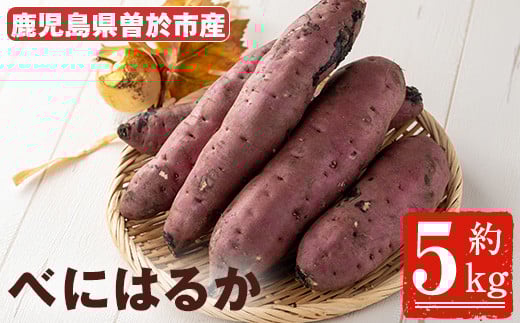 ＜先行予約受付中・2025年8月以降順次発送予定＞鹿児島県曽於市産！新物 紅はるか(5kg) 芋 さつまいも 紅はるか【瀬崎農園】A349-v01