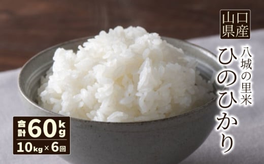 【先行予約】【定期便 6ヶ月】ひのひかり 精米 10kg  合計60kg 令和7年度米