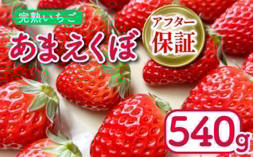 いちご あまえくぼ 2パック 540g ( 2026年 1月 発送開始 ) 朝採れ 期間限定 人気 果物 フルーツ 新鮮 旬 冬 春 ケーキ ショートケーキ デザート ギフト 贈り物 贈答 イチゴ 苺 ストロベリー 徳島県 吉野川市 あんいちご園