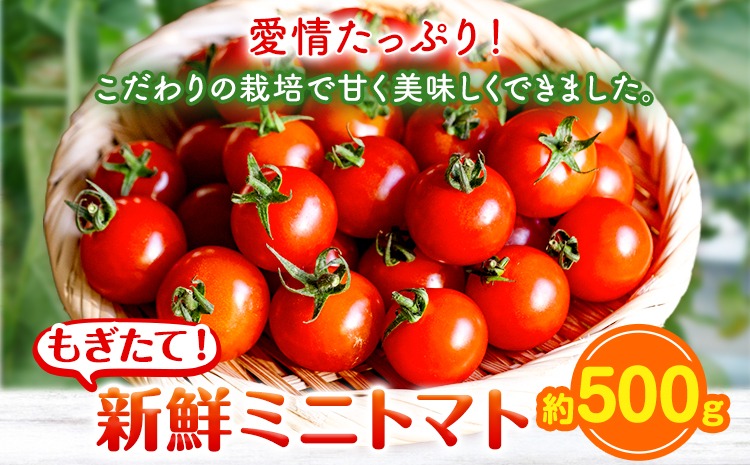 ミニトマト 約500g 出原農園 《1月上旬-5月末頃出荷》 岡山県 矢掛町 野菜 ミニトマト もぎたて 新鮮---osy_iktmt_af15_24_5500_500---