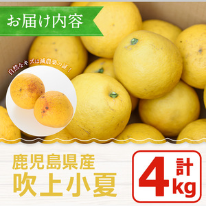 No.221 ＜先行予約受付中！3月下旬～5月上旬までの間に発送＞鹿児島県産！吹上小夏(4kg) 小夏 日向夏 みかん ミカン 蜜柑 柑橘 フルーツ 青果 果実 鹿児島 国産 九州産 ギフト 贈答【黒