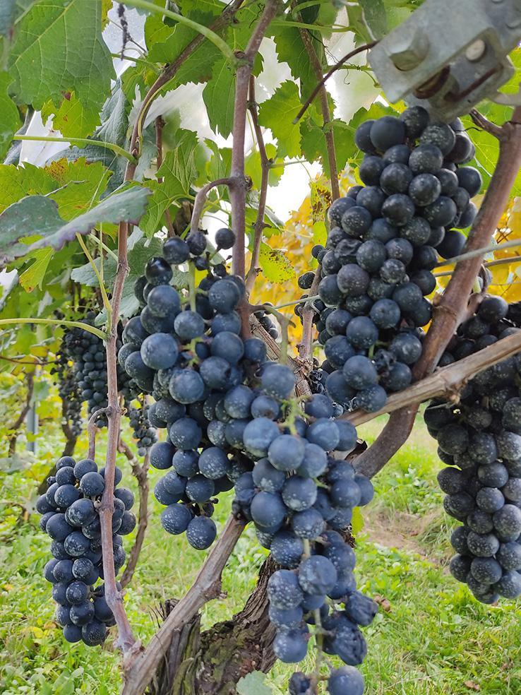 霧訪山シードル 塩尻市産 ピノ・グリ | 塩尻ワイン ワイン 赤 ピノ・グリ 霧訪山シードル 無添加 無濾過 酒 長野県 塩尻市