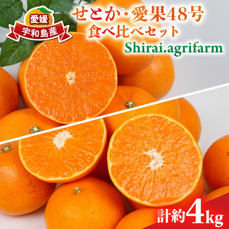 【ふるさと納税】 せとか 2kg 愛果48号 2kg 食べ比べ セット 計4kg Shirai.agrifarm 先行予約 みかん 愛媛ミカン 愛媛蜜柑 mikan 柑橘 果物 くだもの フルーツ 高級 ブランド 限定 品種 濃厚 甘い 甘味 蜜柑 ゼリー 産地直送 農家直送 数量限定 国産 愛媛 宇和島 B025-115009