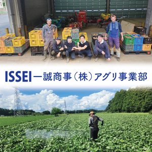 【12月下旬より順次発送】さつまいも くりかぐや5kg【甘藷 甘い さつま芋 サツマイモ 薩摩芋 茨城県産 茨城県 阿見町】(90-01)