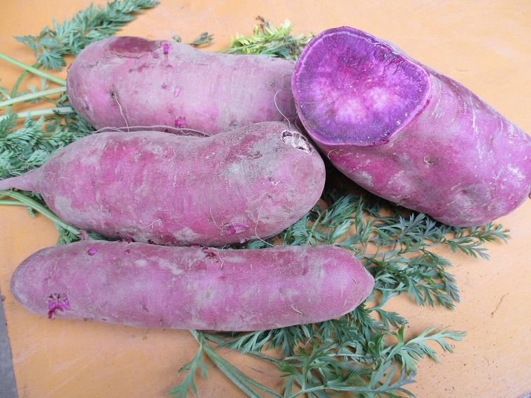 糖化熟成さつまいも 約6kg パープルスイートロード｜栃木県 益子町 ふるさと納税 さつまいも 芋 サツマイモ パープルスイートロード 6kg (AU041)