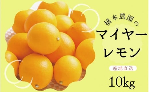 【先行予約】橋本農園のマイヤーレモン 10kg【2025年12月中旬から2026年1月中旬までに順次発送】 / レモン マイヤーレモン 檸檬 先行予約【mht007】