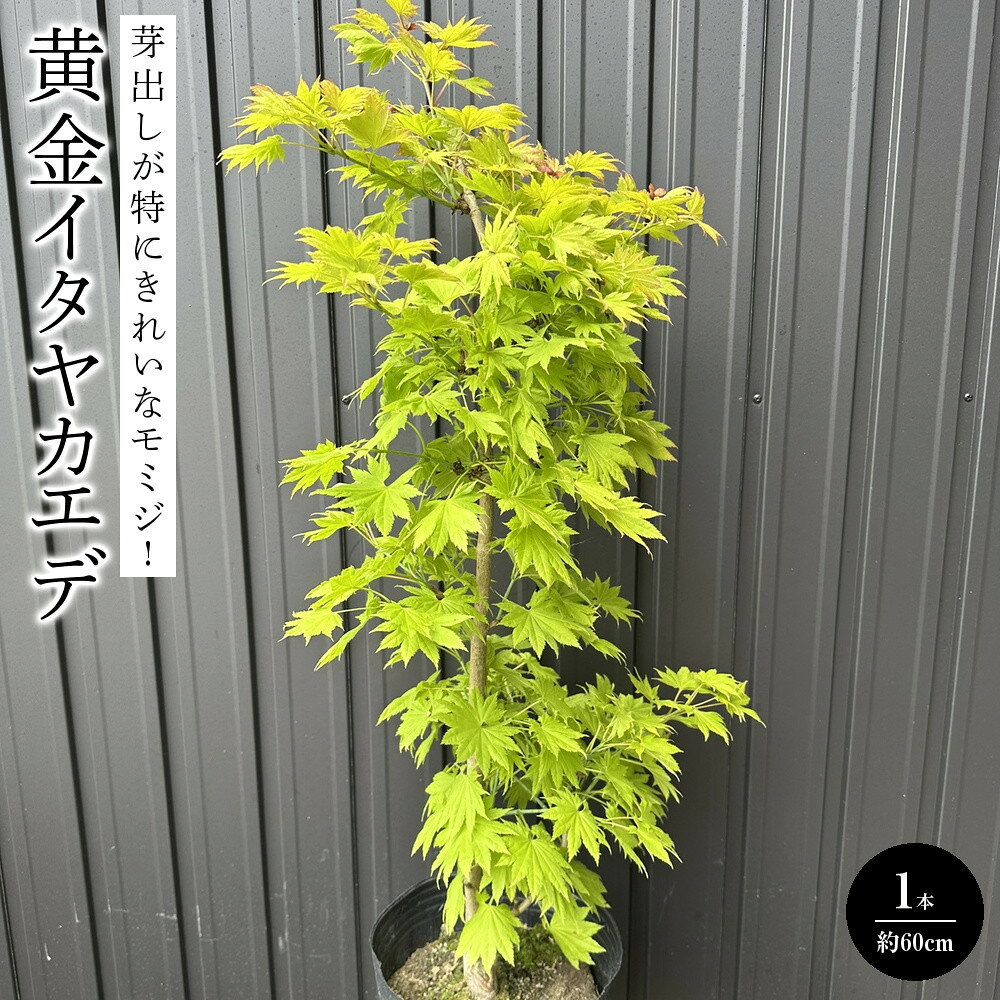 【ふるさと納税】芽出しが特にきれいなモミジ! 黄金イタヤカエデ〈プラス樹〉