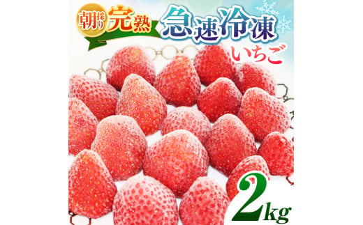 【★先行予約】【千葉県君津市　渡邉いちご園】　完熟・急速冷凍いちご 2㎏  | 苺 いちご イチゴ 果物 フルーツ 果実 果汁 冷凍 冷凍食品 冷凍いちご 朝採り 完熟 新鮮 大容量 オススメ 千葉県 君津市 きみつ 令和7年4月以降順次発送 選べる 1kg 2kg 3kg 4kg