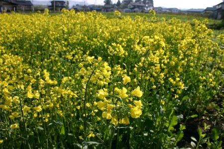 【遠野産 純粋 ハチミツ】蜂蜜 百花蜜 180ｇ3本セット 国産 遠野産 非加熱 はちみつ 花兵養蜂農園