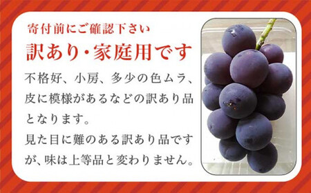 先行受付【訳あり】ピオーネ 約1kg 2～3房 2026年9月中旬～10月下旬発送予定［新規就農者応援コース 幸作会］果物 フルーツ ぶどう 不揃い 規格外 定長野県産 信州産 冷蔵便 小布施町［K-