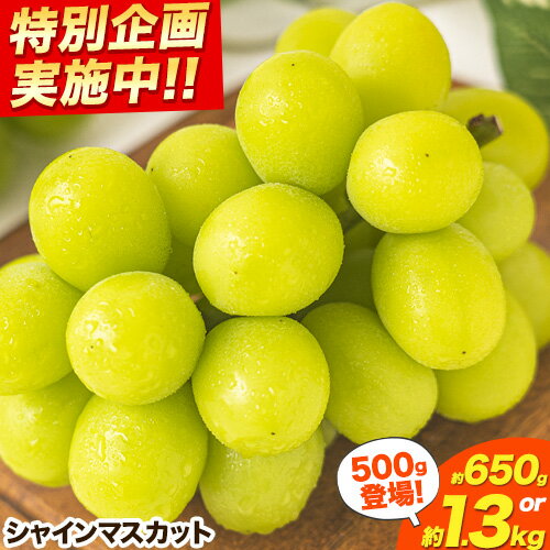 【ふるさと納税】 【限定企画登場！】 シャインマスカット 岡山 約650g 1房 約1.3kg 2房 厳選 旬 ぶどう ブドウ 葡萄 晴王 マスカット 果物 フルーツ ギフト 岡山県 笠岡市 訳あり クール便 爽やか 贅沢《2025年9月上旬-11月中旬頃出荷》