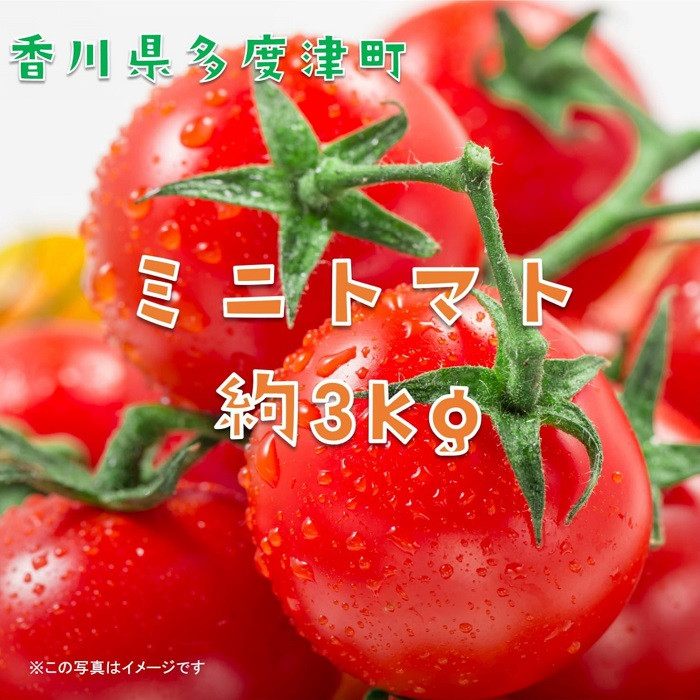 
            ミニトマト　約３kg【10月下旬より6月下旬まで限定発送！！】【B-23】
          