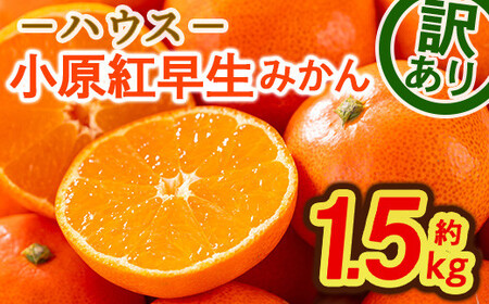 ＜期間限定！2026年6月下旬以降順次発送予定＞ ＜訳あり＞ハウス小原紅早生みかん (約1.5kg) 国産 果物 フルーツ ミカン 柑橘 新鮮【man181】【Aglio nero】