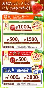 【年内発送】初摘みとちあいか 500g以上| いちご とちあいか 大粒 新鮮 甘い 数量 限定 美味しい 果物 共通返礼品 フルーツ デザート 栃木県 送料無料