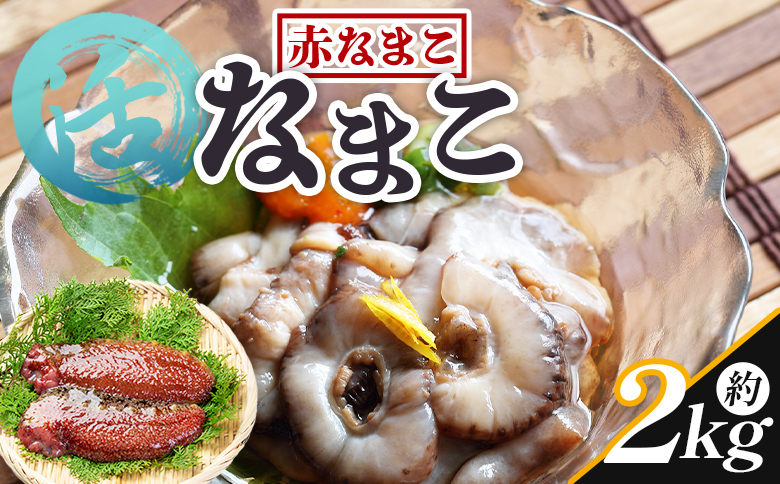 活ナマコ 2kg 赤ナマコ - 国産 産地直送 赤なまこ なまこ ナマコ 海鼠 海産物 海鮮 魚介類 刺身 刺し身 炒め物 塩辛 このわた えび蔵 高知県 香南市 冷蔵  eb-0014