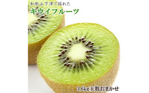 
            和歌山の下津で採れたキウイフルーツ約3.6kg（玉数おまかせ・秀品） ｜ 果物 フルーツ キウイ 和歌山キウイ 下津キウイ フルーツキウイ キウイ秀品 キウイ発送 キウイ2026 キウイ1月 キウイ3月 きうい 国産キウイ キウイフルーツ キウイ通販 キウイ販売 キウイ取り寄せ ※2026年1月中旬～3月上旬頃に順次発送予定
          