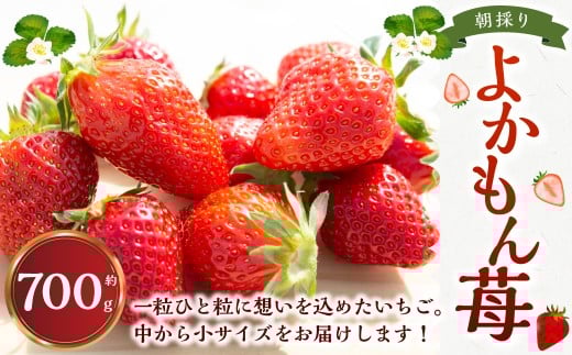 よかもんいちごの朝採りいちご 700g 【2025年12月下旬から2026年4月下旬 出荷予定】 いちご 苺 イチゴ 旬 フルーツ 果物 くだもの 果実 冷蔵 福岡県 うきは市
