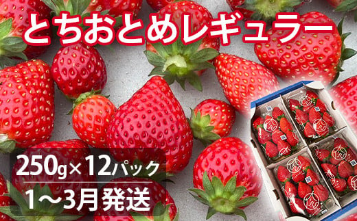 
            【1～3月発送】いちご とちおとめレギュラー 250g×12パック 苺 イチゴ とちおとめ 選べる 発送月 発送回数 個数 いちご「とちおとめ」風早いちご園 有名ホテル使用 厳選 フルーツ 果物 季節限定 甘い 濃厚 ジューシー 新鮮 1箱 2箱 3箱 送料無料 ギフト 贈答 茨城県 鉾田市 野菜王国 予約受付
          