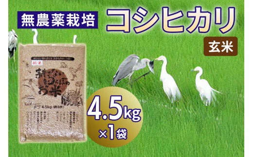 無農薬栽培 コシヒカリ 玄米＜4.5kg＞ | 米 お米 コメ ご飯 お取り寄せ 贈り物 上原農場 埼玉県 杉戸町