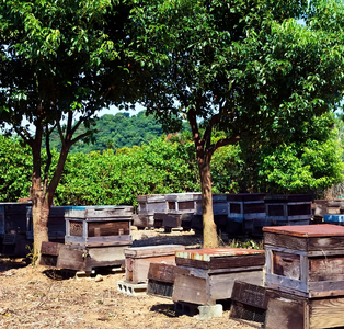 はぜ・みかんのはちみつセット(各220g）｜国産 食べ比べ 自然蜂蜜 大久保養蜂場 熊本県産