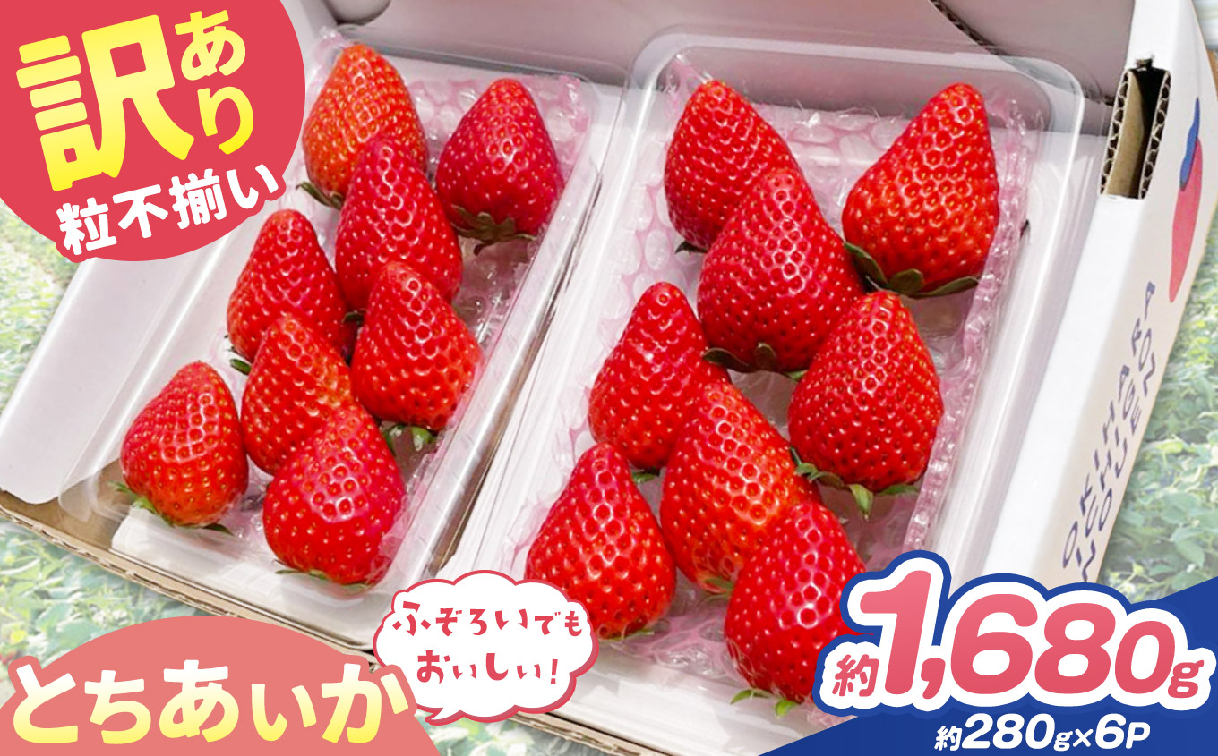 訳あり 粒不揃い とちあいか 1,680g (280g×6P) | 栃木県 矢板市 澳原いちご農園 280g×6P | 21000円