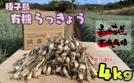 【 先行予約 】誠農園 たねがしま らっきょう （ 有機 JAS 根つき 生 らっきょう） 4kg　NFN490【700pt】 // 有機栽培 オーガニック 安心・安全 栄養価が高い 健康食材 甘酢 キムチ等の漬物 天ぷら