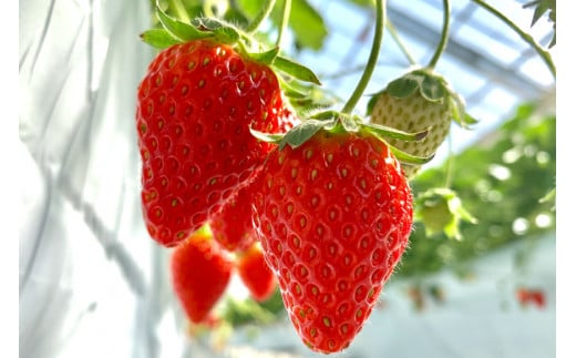 ジャム6点セット ( 志宝いちごジャム 2本・志宝いちごバタージャム 2本・いちじくジャム 2本 ) [モアショップヤマモト 石川県 宝達志水町 38600693] ジャム いちご イチゴ いちじく