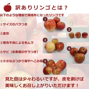 【2023年11月～12月発送】訳ありリンゴ（サンふじ）10kg（1箱2段詰）_H128(R5)