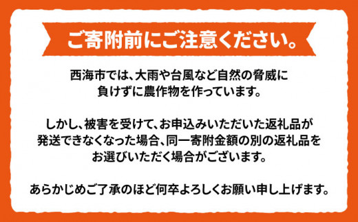 【先行予約☆贈答にもオススメ】「西の恵」 原口みかん 約 3kg ＜ファームまるだ＞ [CDT005] 長崎 西海 蜜柑 果物 柑橘 デザート 温州みかん おやつ お土産 プレゼント 贈答 ギフト み
