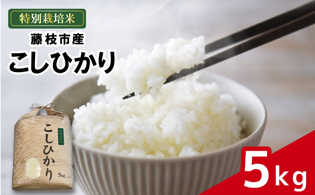 米 こしひかり 5kg 農家直送 特別栽培米 精米 コシヒカリ 令和7年度産 お米 新生活 贈り物 人気米 ご飯 白米 コメ 贈答 静岡県 藤枝市