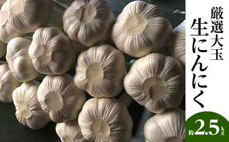 厳選大玉 生にんにく 約2.5kg【2026-5月上旬～2026-6月上旬配送】 | にんにく