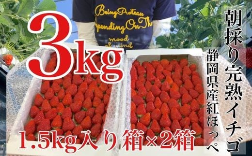 067-7　【3月発送】 日付指定OK！いちご紅ほっぺ朝摘み3kgセット / 苺