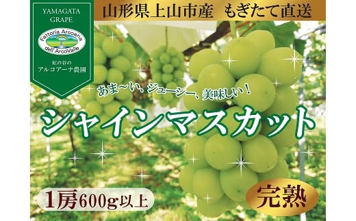 【樹上完熟】シャインマスカット　１房（もぎたて直送）　0148-2511