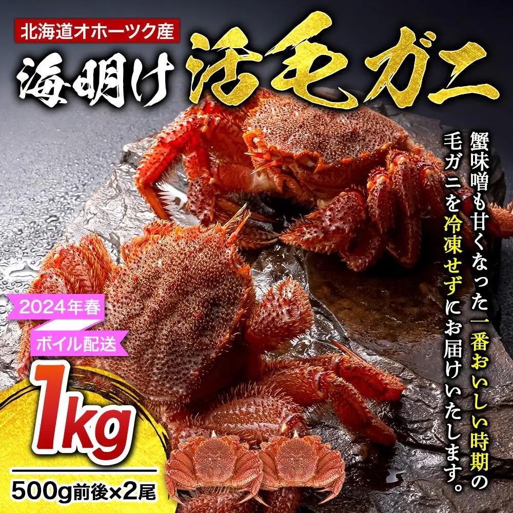 【2027年先行予約／着日指定可】北海道オホーツク産海明け活毛ガニ　ボイル未冷凍配送(チルド 冷蔵配送)　500g前後　2尾 | 毛ガニ_03500