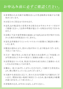 【2024年先行予約】八ヶ岳南麓の天然水で育てたシャインマスカット 1.0㎏以上(2~3房程度)　※特選　【 山梨県産 シャインマスカット 北杜市産 シャインマスカット 先行予約 シャインマスカット 