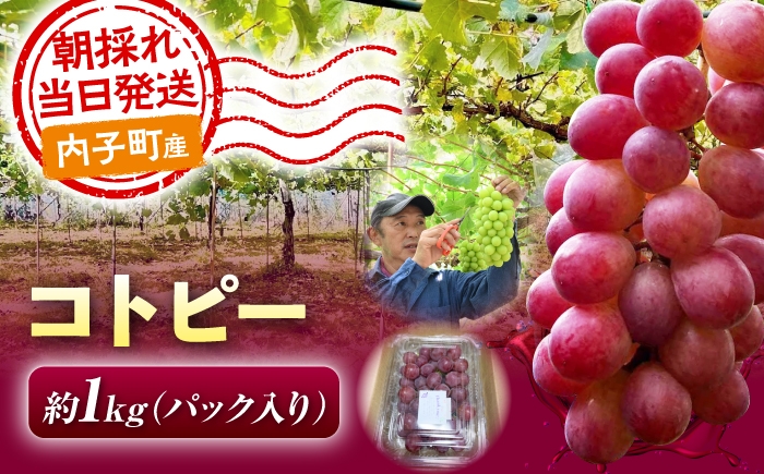 
                  【先行予約】ぶどう コトピー ( シャインマスカット × 甲斐乙女 ) 1kg 愛媛県内子町 / 井上農園 / コトピー 赤系ぶどう シャインマスカット 甲斐乙女 フルーツ くだもの 果物 愛媛県 内子町 産地直送 完熟 高糖度 ギフト 贈り物 贈答用 プレゼント 化粧箱 人気 おすすめ 送料無料 愛媛 国産 お取り寄せ 特産品 四国 [BKCS005]
                